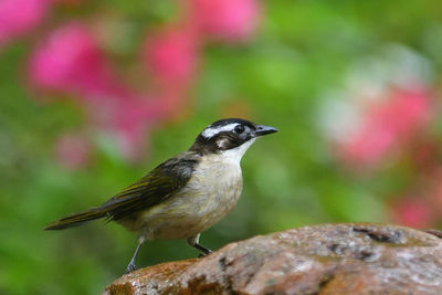 Close-up of bird perching on rock