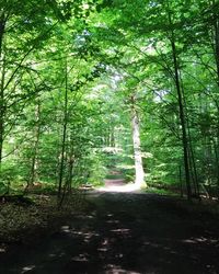 Trees in forest