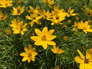 Close-up of yellow flowering plants on field