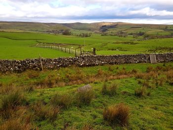 Scenic view of agricultural field against sky