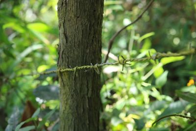 Close-up of tree trunk in forest