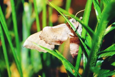 Close-up of insect on plant