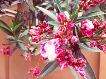 Close-up of pink flowers blooming outdoors