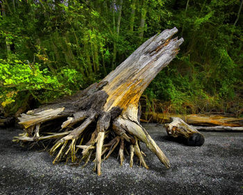 Close-up of tree roots in forest