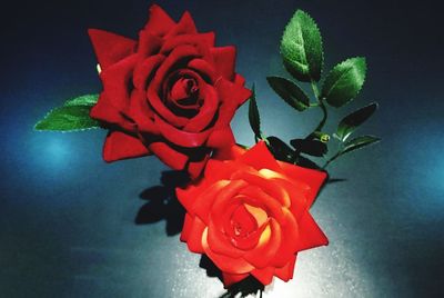 Close-up of red rose blooming outdoors