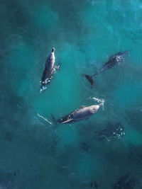 High angle view of fish swimming in sea