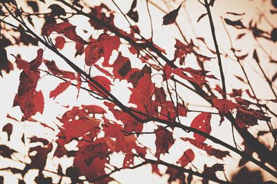 Low angle view of leaves on tree