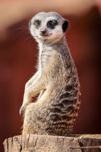 meerkat