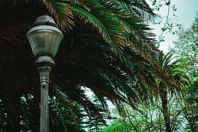 Low angle view of palm trees against sky