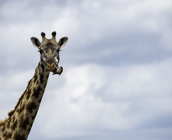 Low angle portrait of giraffe against cloudy sky