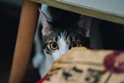 Close-up portrait of cat at home