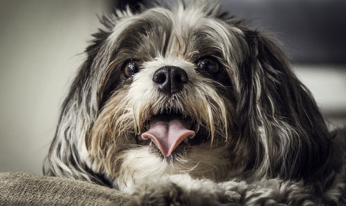 Close-up portrait of hairy dog sticking out tongue while resting at home