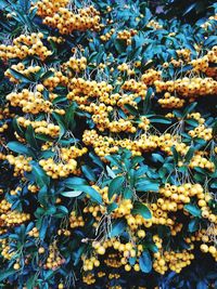 Close-up of yellow flowers growing on tree