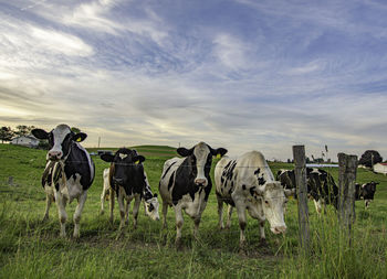 Group of holstein dairy cows lined up along a fence looking at the camera