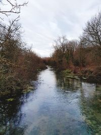 Scenic view of river in forest against sky