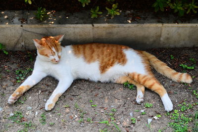 Directly above shot of cat