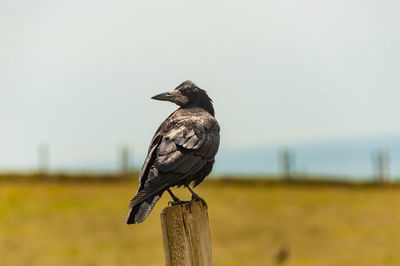 Close-up of bird perching on wooden post