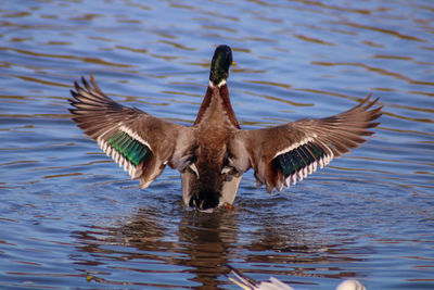 Mallard duck preening in lake