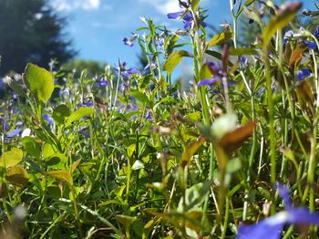 Plants growing on field