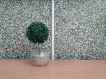 Close-up of plant on table