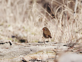 Bird perching on a rock