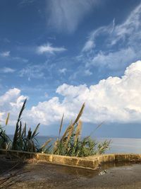 Plants growing on beach against sky