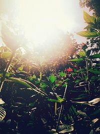 Close-up of plants against sky