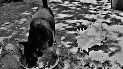 High angle view of dog drinking on field