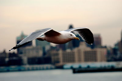 Close-up of seagull flying against sky in city