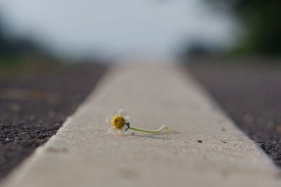 Close-up of insect on the road