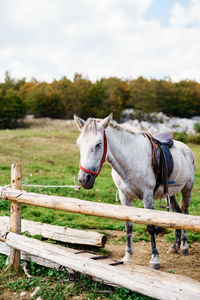 Horse standing in ranch against sky