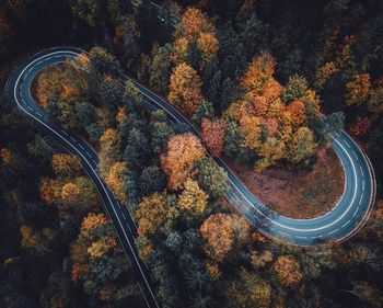 High angle view of autumn trees in forest
