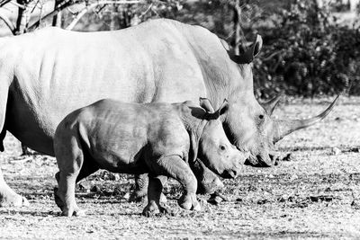 Side view of rhinoceros walking with calf on field