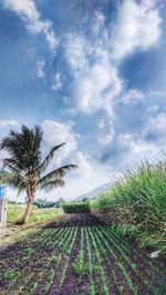 Scenic view of palm trees on field against sky