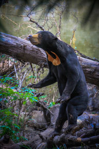 Monkey on tree in forest