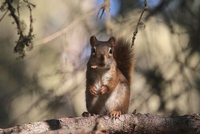 Close-up of squirrel on tree