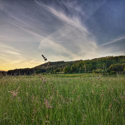 Scenic view of field against sky