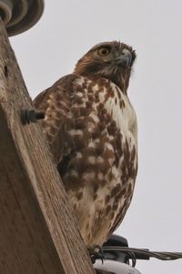 Low angle view of hawk perching on wood