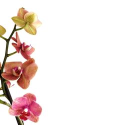 Close-up of pink orchid blooming outdoors