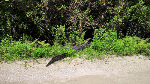 View of lizard on tree in forest