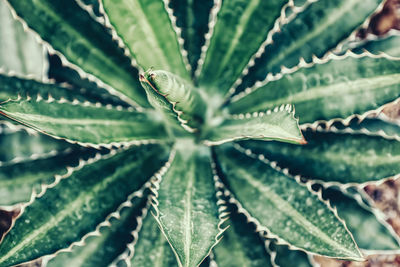 Close-up of succulent plant leaves