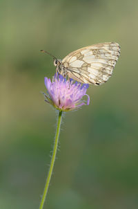 Close-up of insect on flower