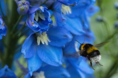 Close-up of bee pollinating on purple flower