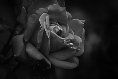 Close-up of rose blooming