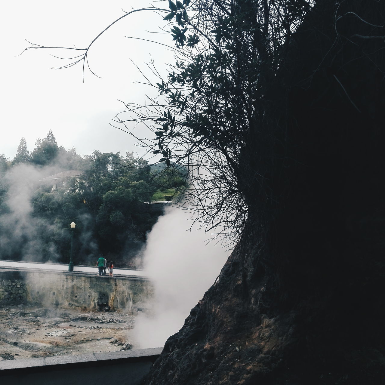 SCENIC VIEW OF TREES