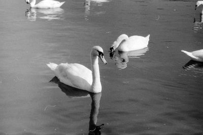 Swans swimming in a lake