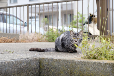 Portrait of cat sitting outdoors