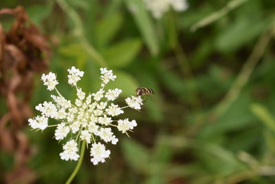 Close-up of insect on flower