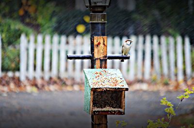 Sparrow perching on pole with birdhouse in rain