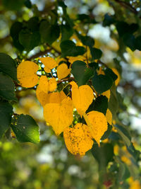 Close-up of fresh yellow leaves on tree